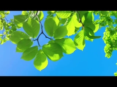 Farrleey, babalar gibi aile ve gezegen için temiz hava korur.